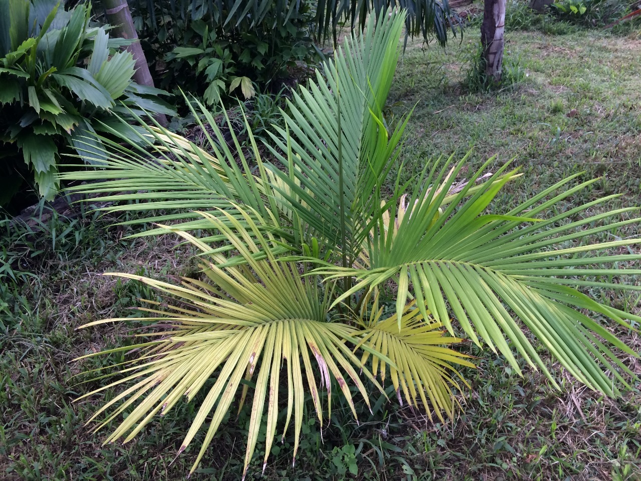 Pierre Olivier Albano Heterospathe uniformis
