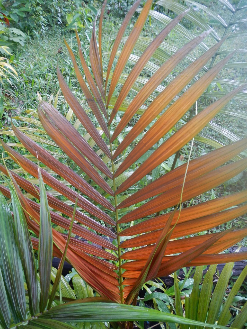 Pierre Olivier Albano Heterospather woodfornia 1