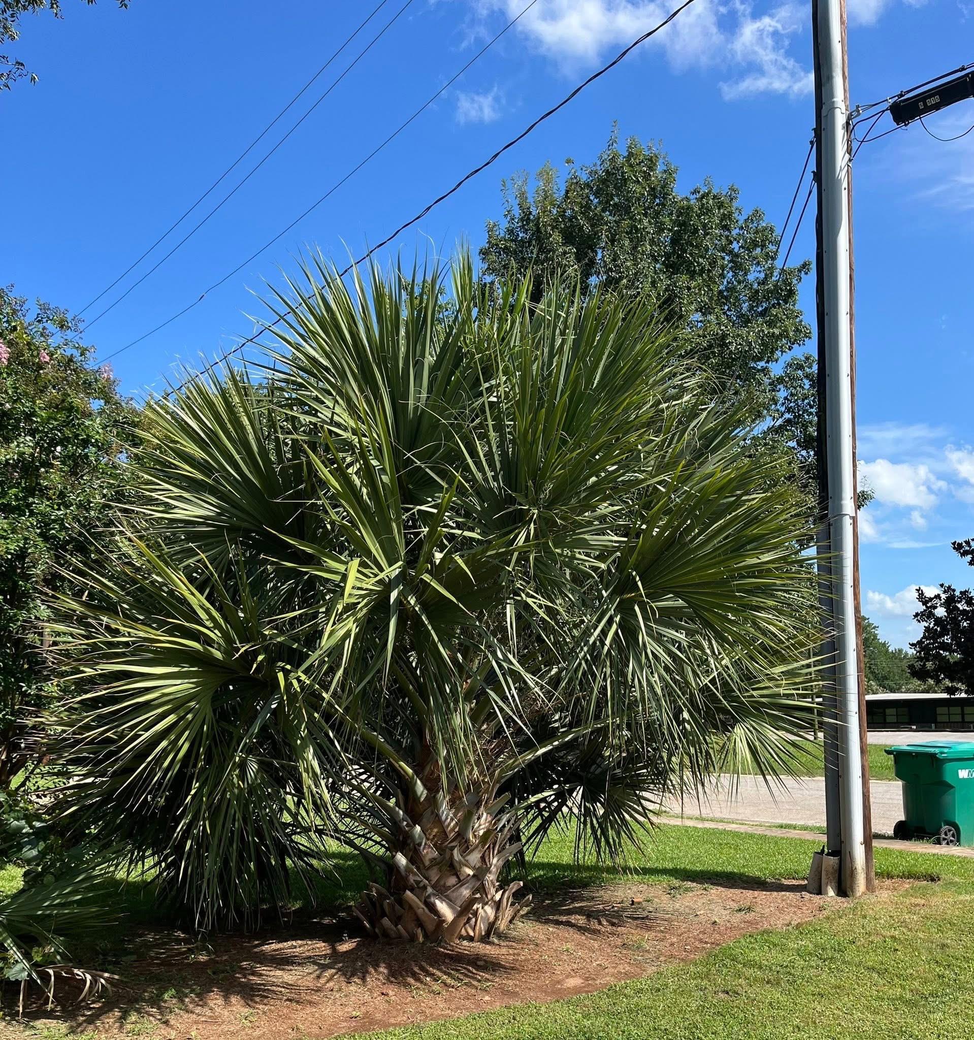 Sabal x brazoriensis