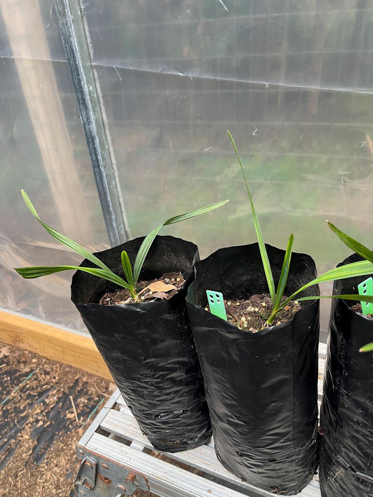 Sabal x brazoriensis
