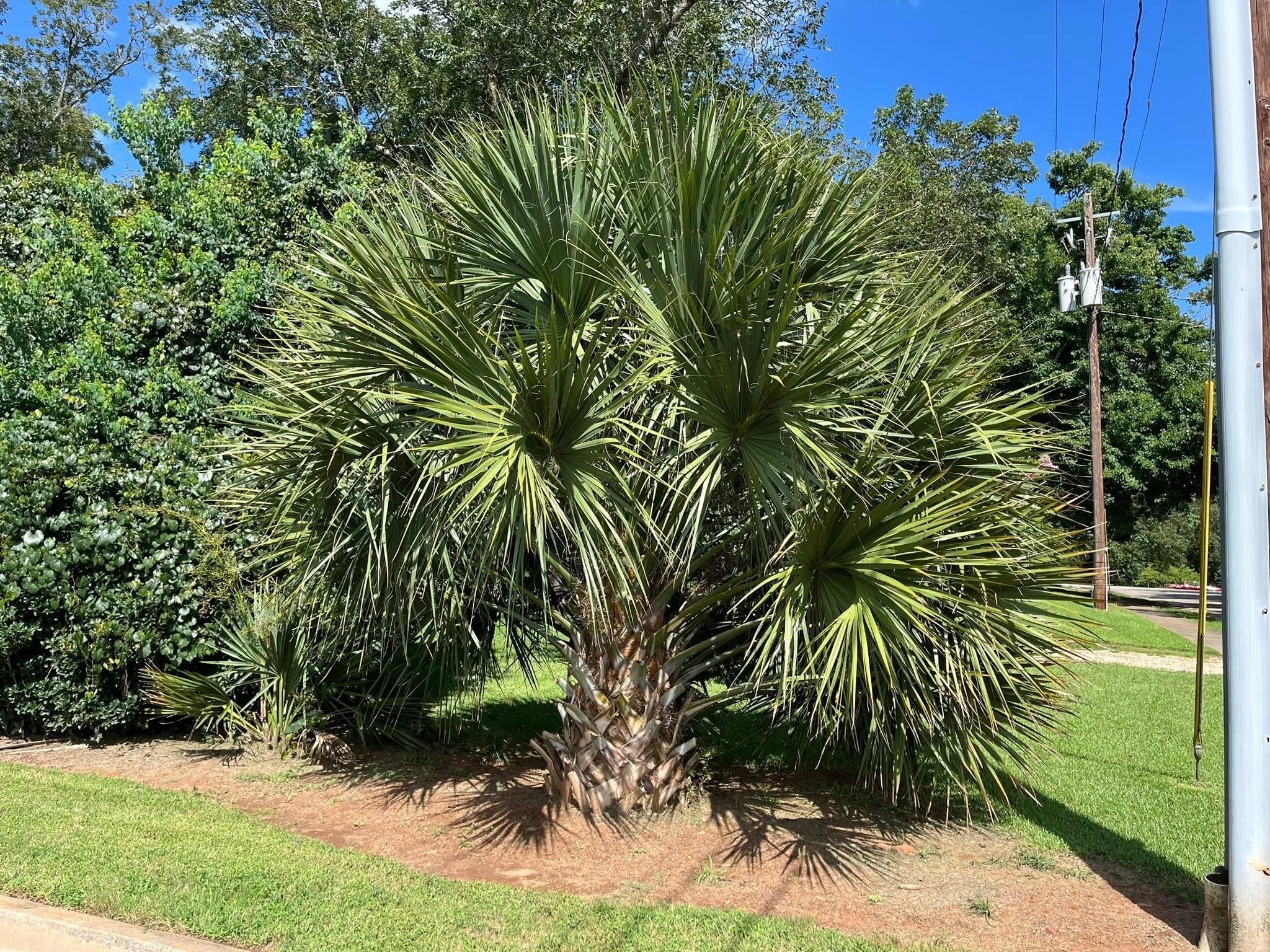 Sabal x brazoriensis