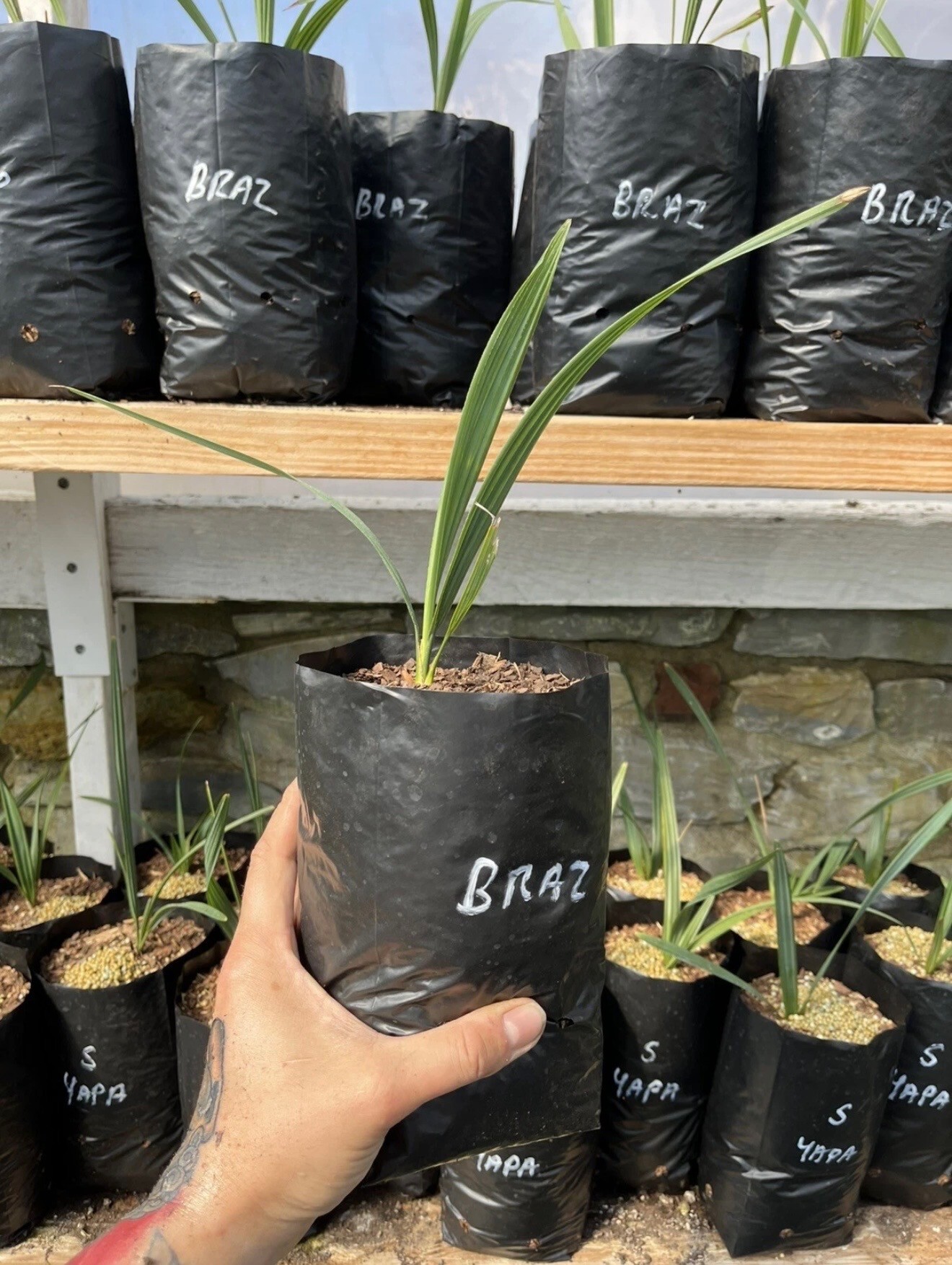Sabal x brazoriensis