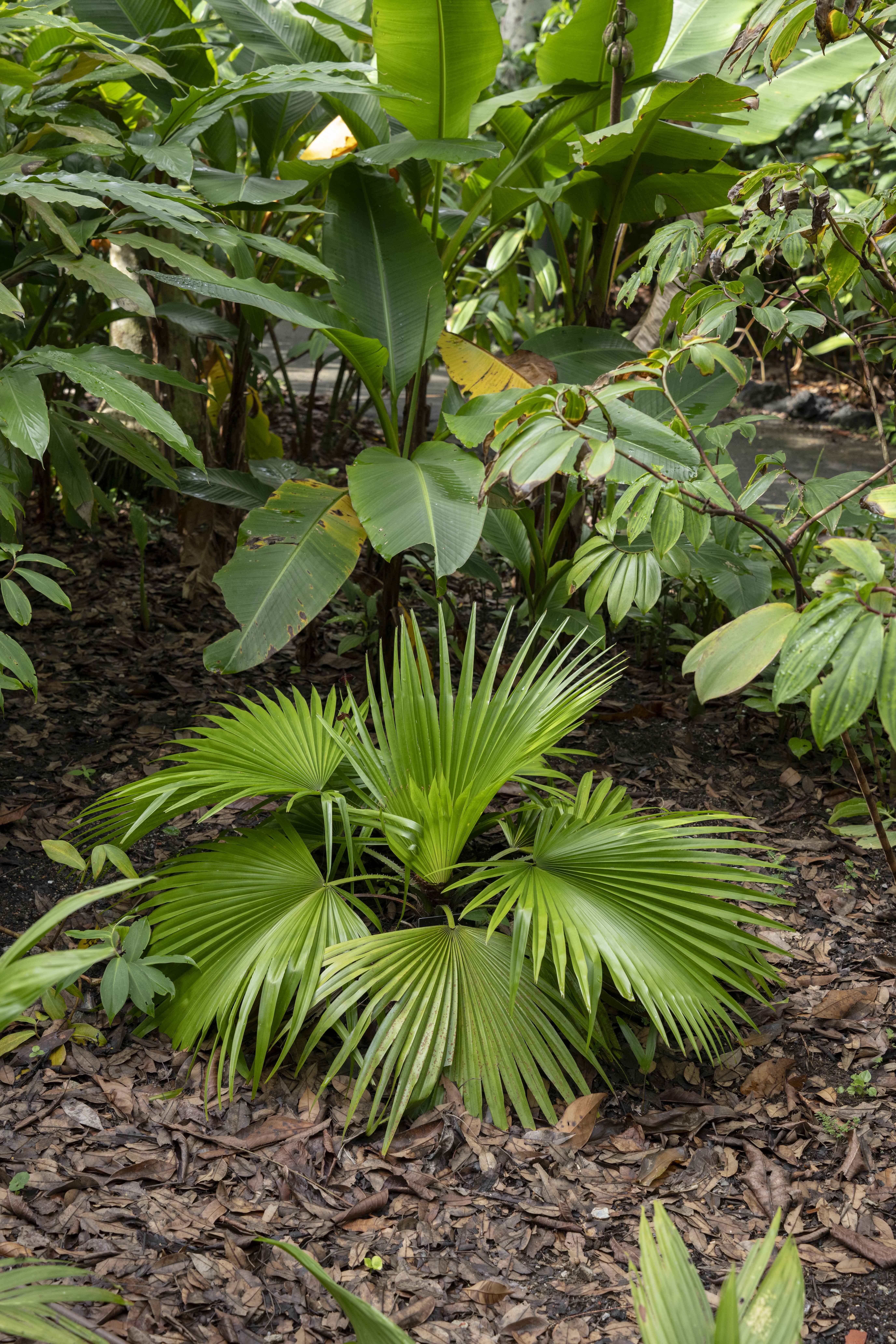 Saribus tothur at Singapore Botanic Gardens