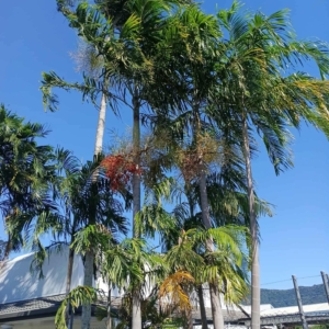 David Parker Carpenteria acuminaya