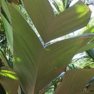 Pierre Olivier Albano Astrocaryum Mexicanum 2