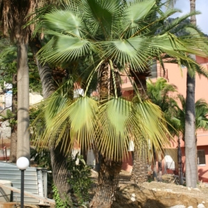 Pierre Olivier Albano Brahea dulcis