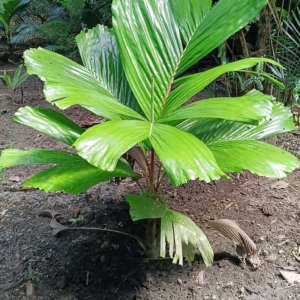 David Parker Hydriastele beguinii