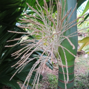 Pierre Olivier Albano Clinostigma