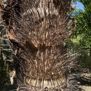 Pierre Olivier Albano Astrocaryum standleyanum 3