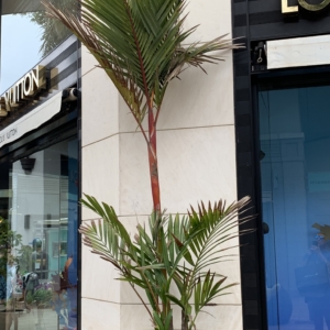 Sealing wax palm #3