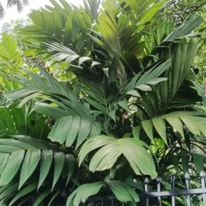 David Parker Pinanga coronata