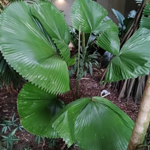 David Parker Licuala peltata