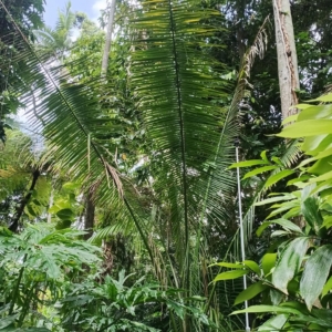 David Parker Attalea speciosa