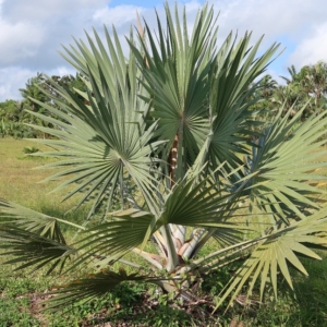 Pierre Olivier Albano Bismarckia nobilis Mayotte