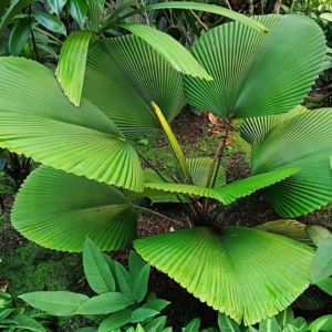 David Parker Licuala orbicularis