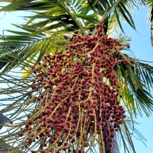 Ptychosperma elegans seeds