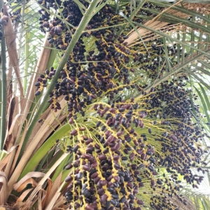 Phoenix roebelenii seeds