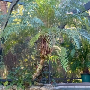 JC Jungles Pygmy Date Palm