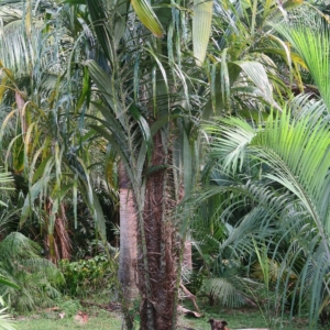Pierre Olivier Albano Astrocaryum standleyanum 2