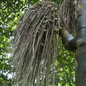 Pierre Olivier Albano Oenocarpus bataua 3