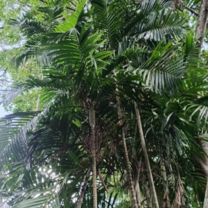 David Parker Pytchosperma macarthurii