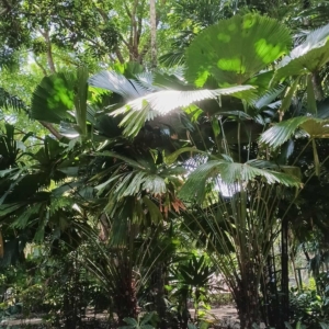 David Parker Licuala peltata var sumawongii 2