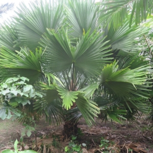 Pierre Olivier Albano Livistona jenkinsiana 2