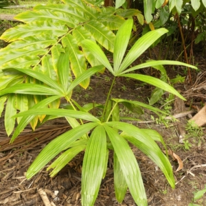 Pierre Olivier Albano Borassodendron borneense