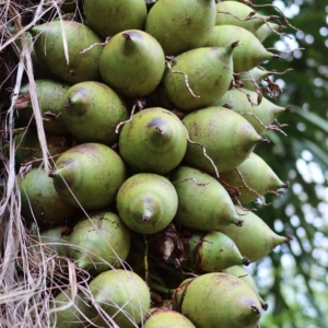 Pierre Olivier Albano Attalea funifiera seeds