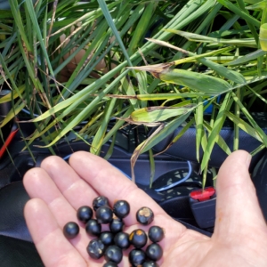Chamaedorea hooperiana seeds