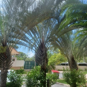 David Parker triangle palms