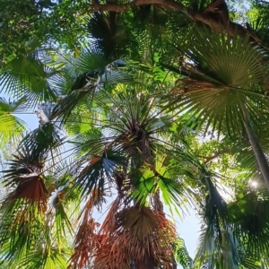 David Parker Livistona decora 2