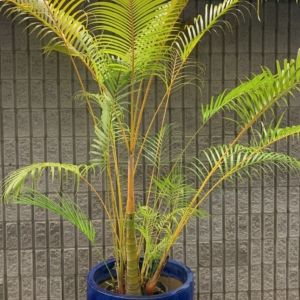 Maui airport palm