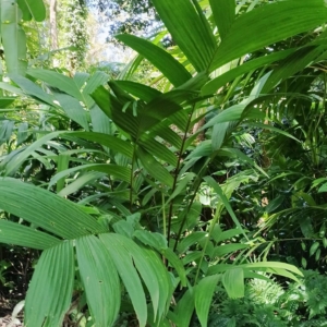 David Parker Pinanga Purple Crownshaft