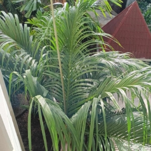 David Parker Nephrosperma van-houtteanum 1