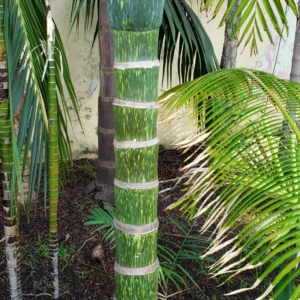 Chambeyronia macrocarpa trunk detail zone 10b coastal San Diego