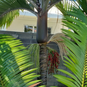 Rhopalostylis cheesemanii zone 10b coastal San Diego