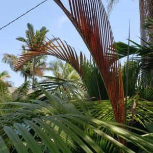 Vonitra utilis with Chambeyronia macrocarpa in the background. Zone 10b coastal San Diego