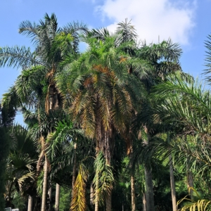Sarius palmetum botanical garden