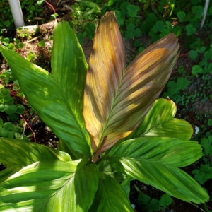 Dypsis forficifolia zone 10b coastal San Diego