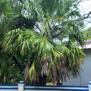 Maybe Thrinax radiata?