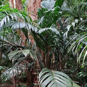 David Parker Manicaria saccifera 3
