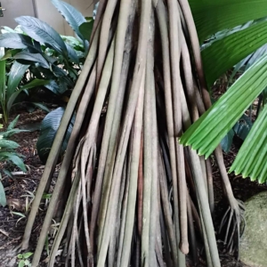 David Parker stilt roots