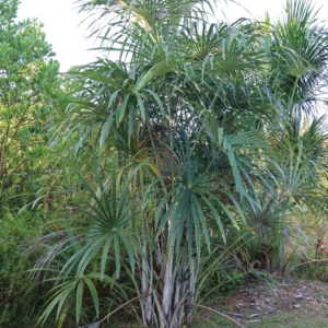 Pierre Olivier Albano Mauritiella aculeata 1