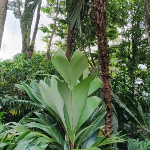 David Parker Astrocsryum alatum juvenile