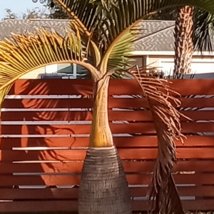 JC Jingle bottle palm
