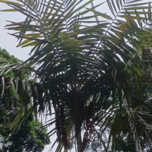 David Parker Calyptrocalyx albertisianus 2