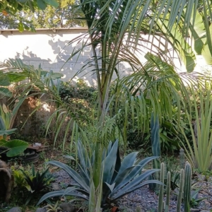 Hector Raul Dominguez Ortega Royal Palm