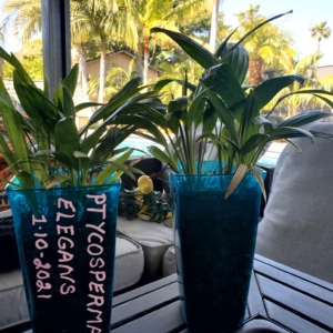 Solitaire Palm 1gal