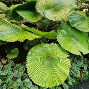 David Parker Licuala cordata